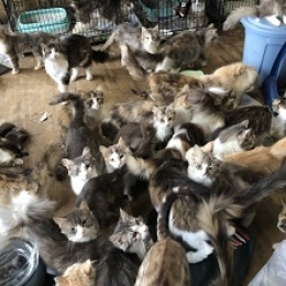 岡崎で猫の多頭飼育崩壊