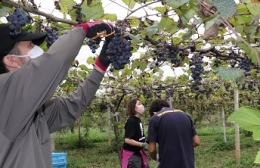 豊橋・チロルの農園が赤ワイン用ぶどう収穫
