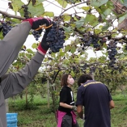 豊橋・チロルの農園が赤ワイン用ぶどう収穫