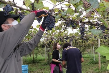 ワイン用のブドウを摘む参加者ら=豊橋市石巻西川町の「チロルの農園」で