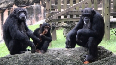 チンパンジーの施設更新に多額の寄付が集まった=のんほいパークで(提供)