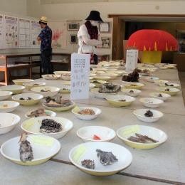新城市鳳来寺山自然科学博物館で「きのこ展」