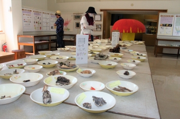 採取されたキノコを展示している会場=新城市鳳来寺山自然科学博物館で