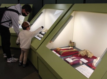 虎の骨格標本などが見られる展示スペース=いずれも豊橋市自然史博物館で