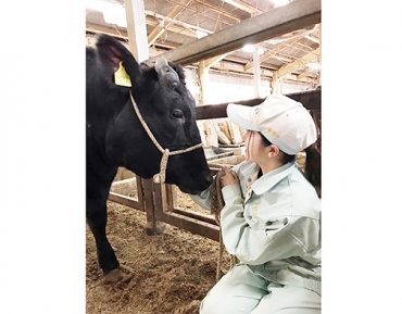 牛を育てる渥美農業高校の生徒(提供)