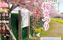 田原の免々田川で菜の花・桜まつり開幕