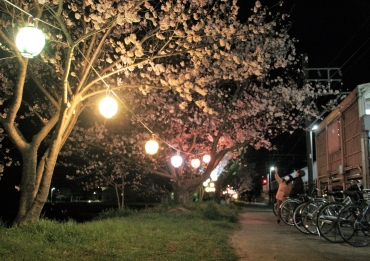 夜桜が楽しめる芦原駅前の桜並木=豊橋市芦原町で