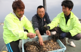 天然漁場のアサリを守る 田原の若手漁師たち実証実験