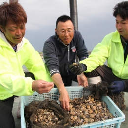 天然漁場のアサリを守る 田原の若手漁師たち実証実験