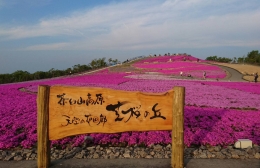 13日から「茶臼山高原芝桜まつり」