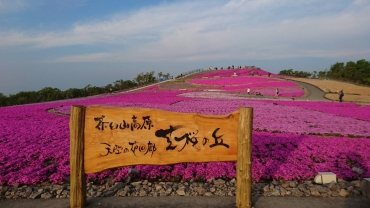 昨年の様子。今年も色鮮やかな芝桜が咲く=昨年5月23日撮影(茶臼山高原協会提供)