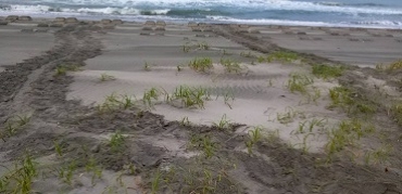 砂浜の産卵跡