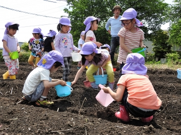 協力して「ど根性ひまわり」の種を植える園児ら=豊川市国府町で